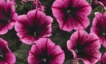 Petunia Sweetunia Burgundy Gem 1 Litre