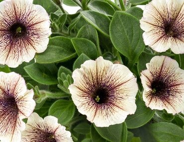 Petunia Tiramisu 1 Litre