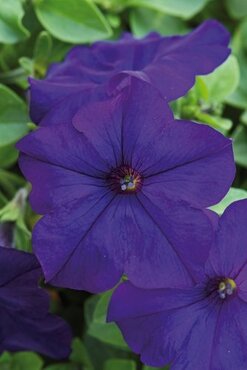 Petunia Trailing Blue Six Pack