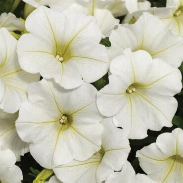 Petunia Trailing Coconut Jumbo Six Pack