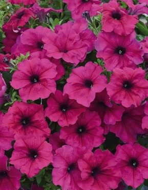 Petunia Trailing Purple Six Pack