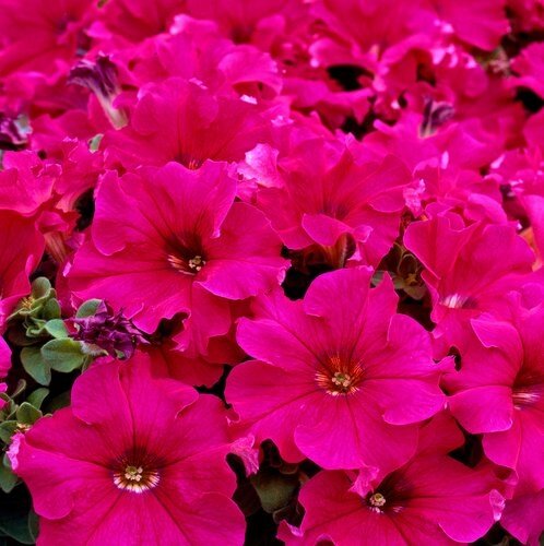 Petunia Trailing Rosey Six Pack