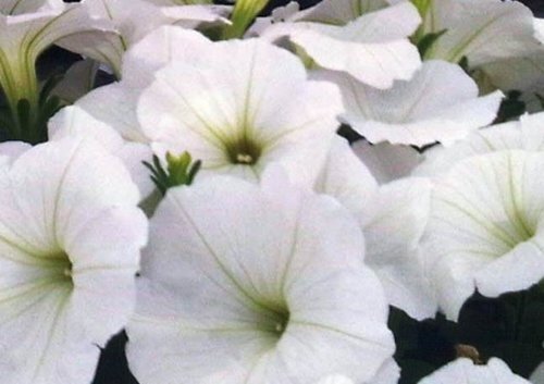 Petunia Trailing White Six Pack