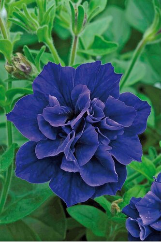 Petunia Tumbelina Belinda 10.5cm - image 1