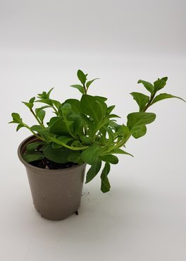 Petunia Tumbelina Belinda 10.5cm - image 2
