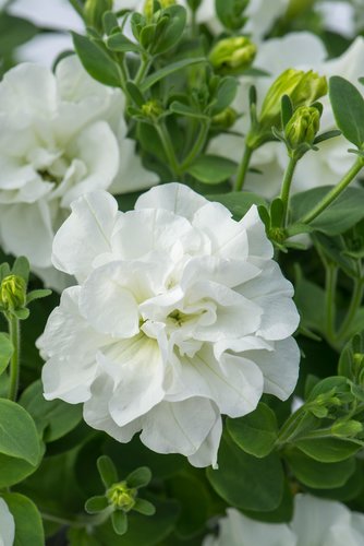 Petunia Tumbelina Diana 10.5cm - image 1