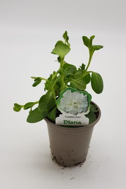 Petunia Tumbelina Diana 10.5cm - image 2
