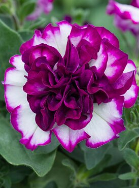 Petunia Tumbelina Nicola Plug
