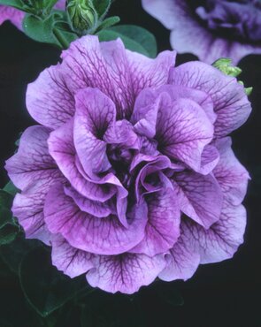 Petunia Tumbelina Priscilla 10.5cm