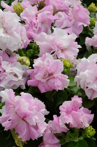 Petunia Tumbelina Raphaella 10.5cm