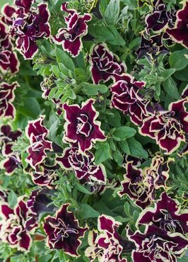 Petunia Tumbelina Superstar Plug