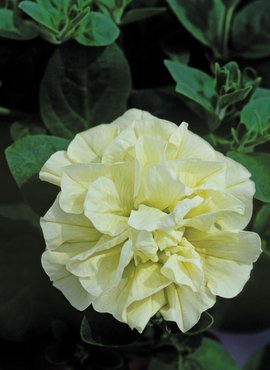 Petunia Tumbelina Susanna 10.5cm