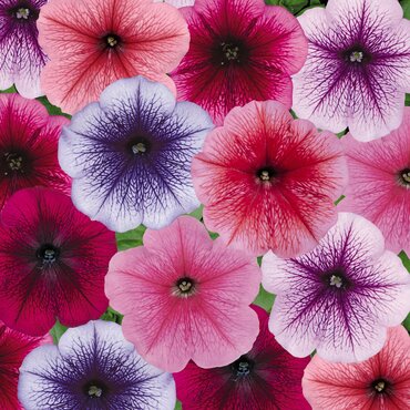 Petunia Veined Mix 6 Pack