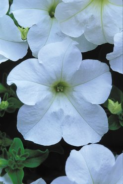 Petunia White 1 Litre