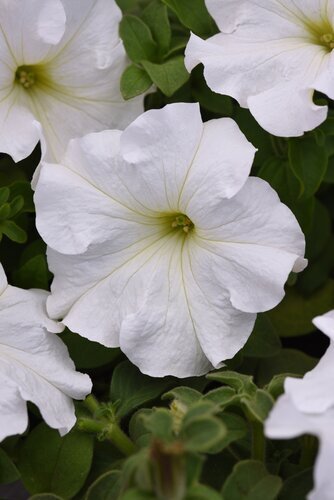 Petunia White Jumbo Six Pack