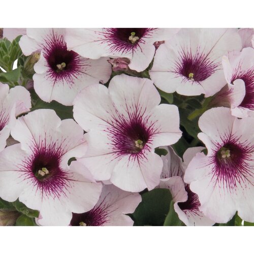 Petunia White Orchid 1 Litre