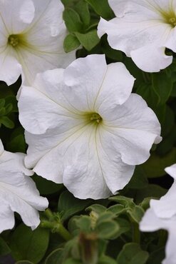 Petunia White Six Pack
