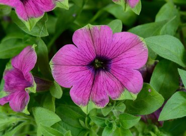 Petunia Wicked Purple 10.5cm