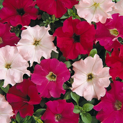 Petunia Wild Rose Six Pack