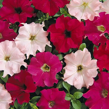 Petunia Wild Rose Six Pack