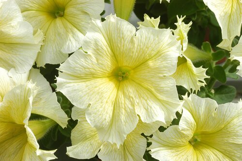 Petunia Yellow 6 Pack