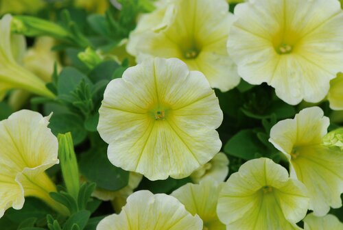 Petunia Yellow 6 Pack