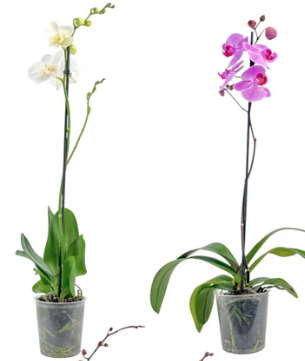 Phalaenopsis 1 stem 12cm