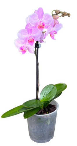Phalaenopsis 1 stem 9cm - image 1