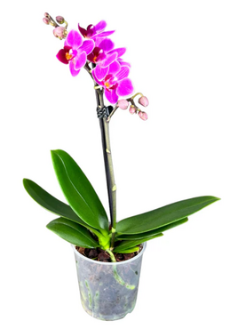 Phalaenopsis 1 stem 9cm - image 2