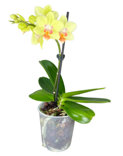 Phalaenopsis 1 stem 9cm - image 3