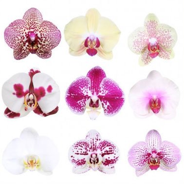PHALAENOPSIS Plante en pot - orchidée/2 tiges variées 9 cm (3 ½ )
