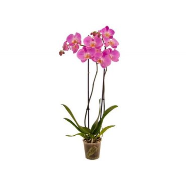 Phalaenopsis 2 Stems (12cm pot) - image 1