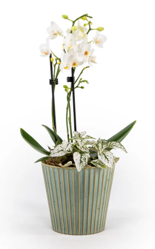Phalaenopsis Arrangement in Hampshire 12cm - image 3