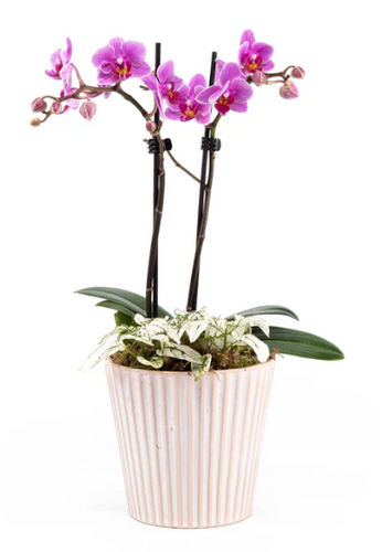 Phalaenopsis Arrangement in Hampshire 12cm - image 1