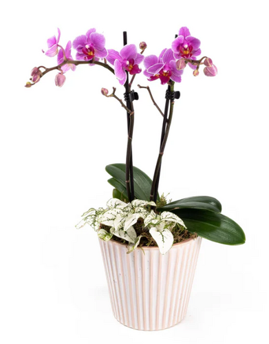Phalaenopsis Arrangement in Hampshire 12cm - image 2