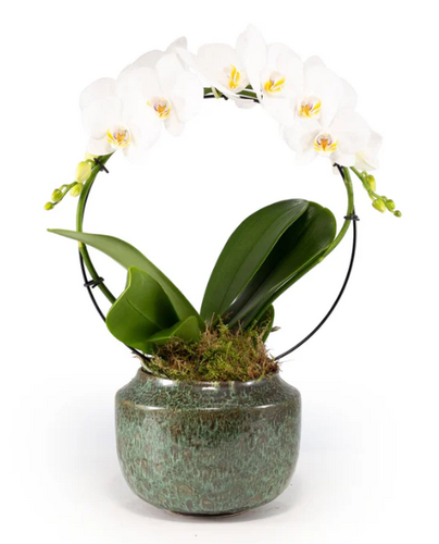 Phalaenopsis Hoop in Artisan No.3 Ceramic 12cm