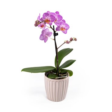 Phalaenopsis in Ceramic 9cm