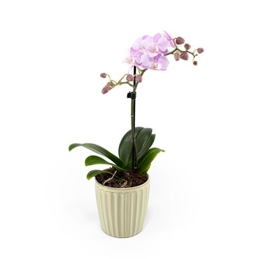 Phalaenopsis in Ceramic 9cm - image 2