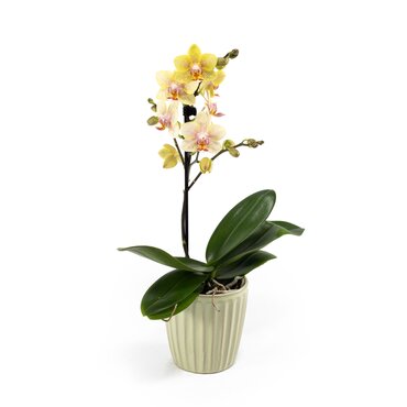 Phalaenopsis in Ceramic 9cm - image 3