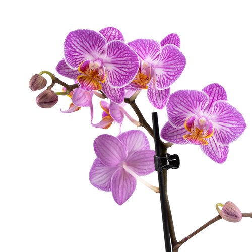Phalaenopsis in Ceramic 9cm - image 4