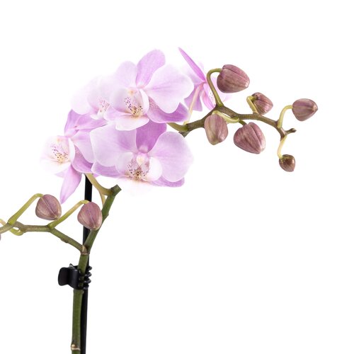 Phalaenopsis in Ceramic 9cm - image 5