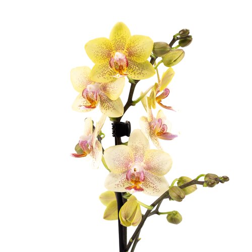 Phalaenopsis in Ceramic 9cm - image 6