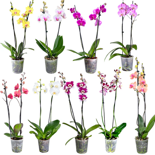 Phalaenopsis Orchid 12cm