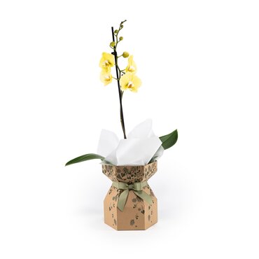Phalaenopsis Single Stem Gift box 12cm
