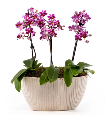 Phalaenopsis Single Stem Trio in Artisan No.4 Planter