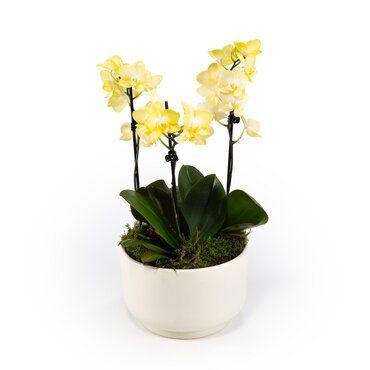 Phalaenopsis Single Stem Trio in Planter 21cm