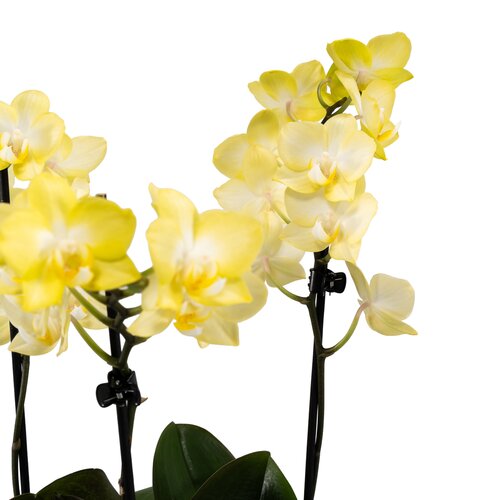 Phalaenopsis Single Stem Trio in Planter 21cm - image 2