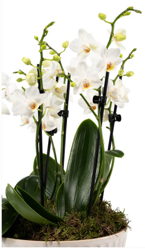 Phalaenopsis Trio in Hampshire Ceramic 17cm - image 4