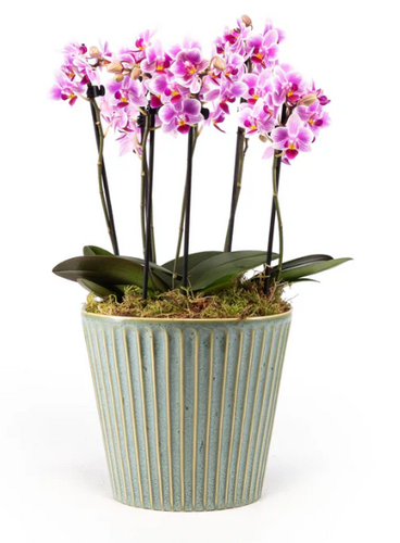 Phalaenopsis Trio in Hampshire Ceramic 17cm - image 1
