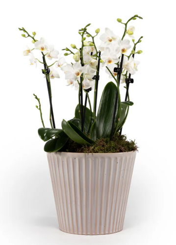 Phalaenopsis Trio in Hampshire Ceramic 17cm - image 3